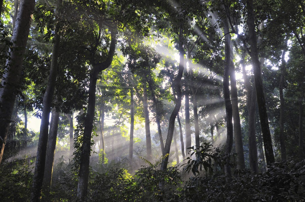 Sunbeams filtering through a dense forest canopy