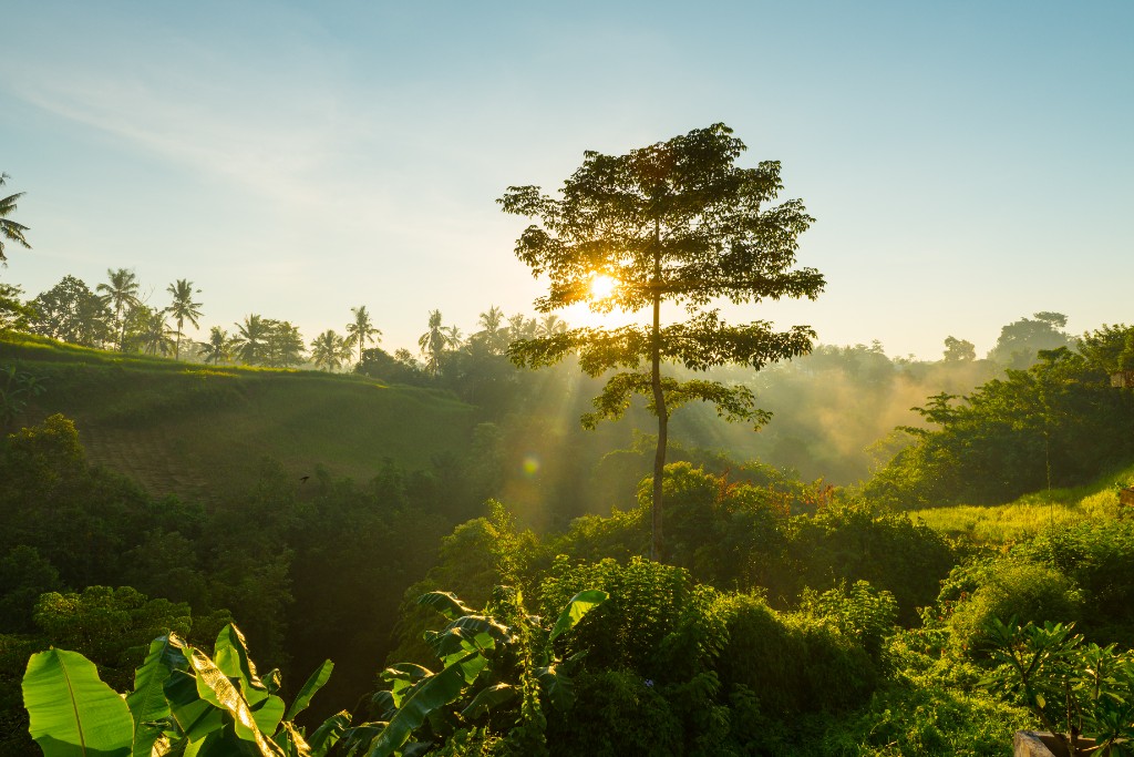 Sunrise through a tall tree canopy over misty tropical forest hills